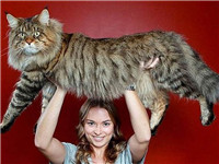 欧美网友争相晒自家巨猫 最长竟达1米！
